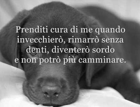 Poesia la preghiera del cane